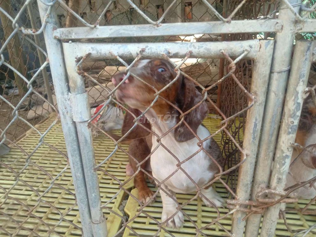 Chó Dachshund 8kg Nâu đốm trắng. Mua bán Chó tại Quận Sơn Trà Đà Nẵng được đăng bởi DIY Hải Hoàng Minh vlog hình 1