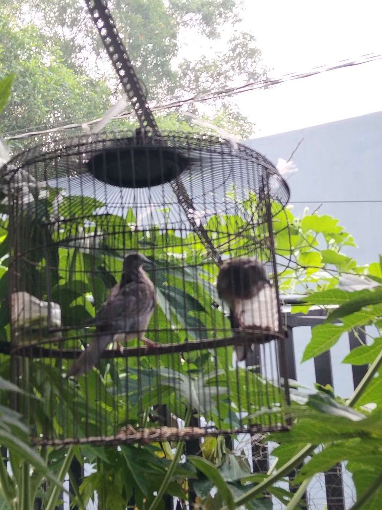 Chim cu đất Nâu xám một cặp. Mua bán Chim tại Huyện Đức Hòa Long An được đăng bởi Gà's Đá's Lấu 's hình 1