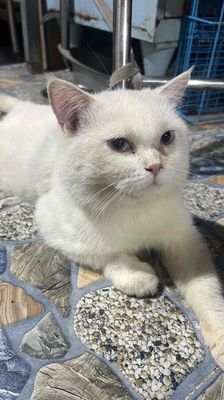 Mèo Anh lông ngắn đực