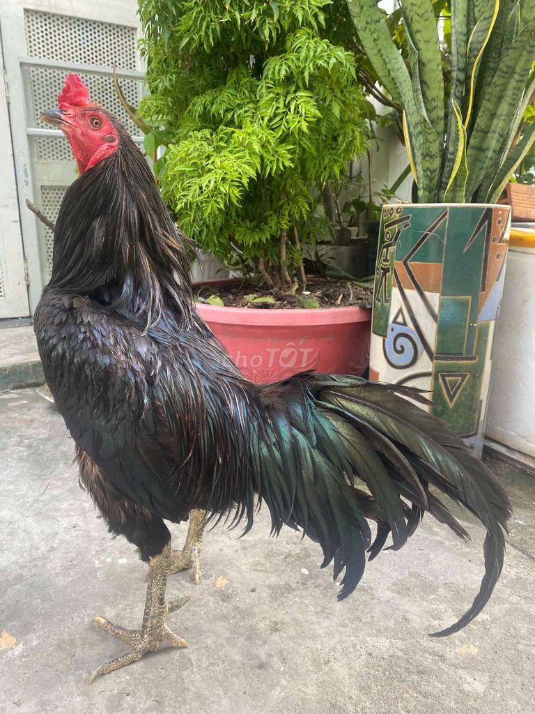 Gà xanh que . Mua bán Gà tại Quận 7 Tp Hồ Chí Minh được đăng bởi Đạt gà Việt  hình 1