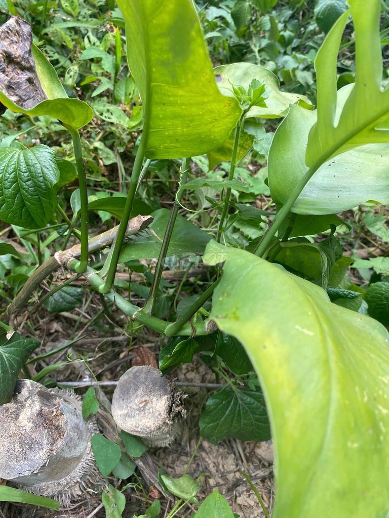 Cây cảnh Trầu bà. Mua bán Cây cảnh, đồ trang trí tại Quận Ngũ Hành Sơn Đà Nẵng được đăng bởi Tuấn hình 1