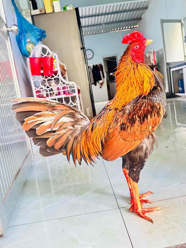 Khét asiu mỹ thay lông 3ki5 tay cục có ship xa. Mua bán Gà tại Huyện Cai Lậy Tiền Giang được đăng bởi gà đá Tiền Giang hình 1