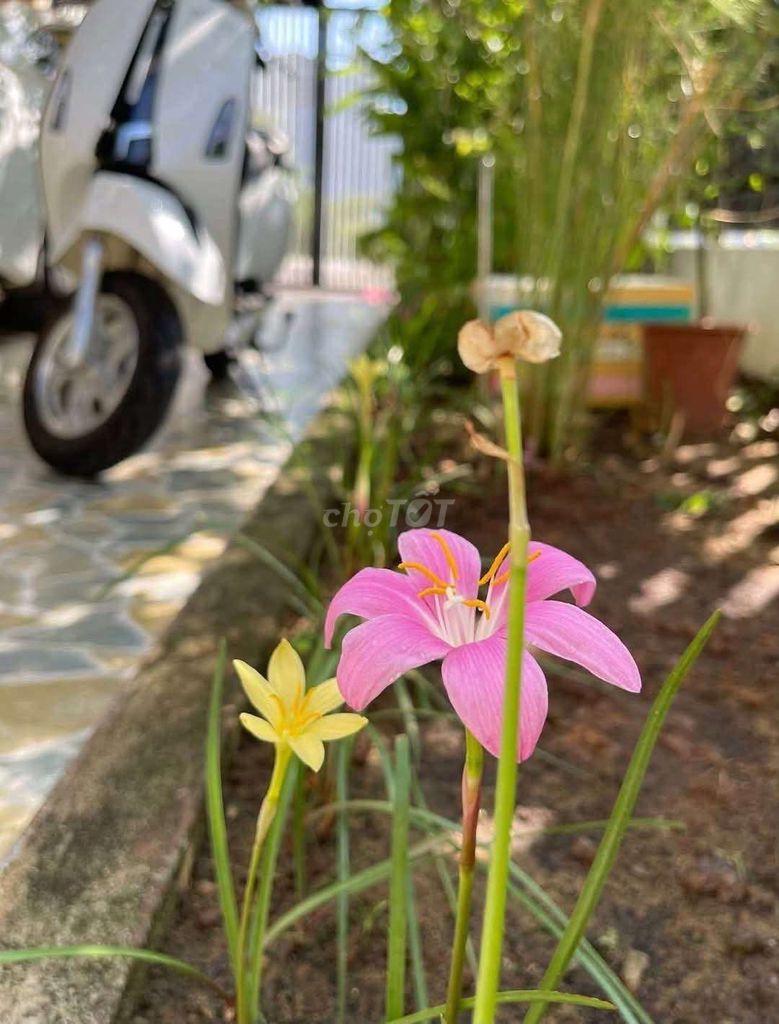Cho thuê nhà 1 phòng ngủ tại Ngũ Hành Sơn, Đà Nẵng — ảnh 2