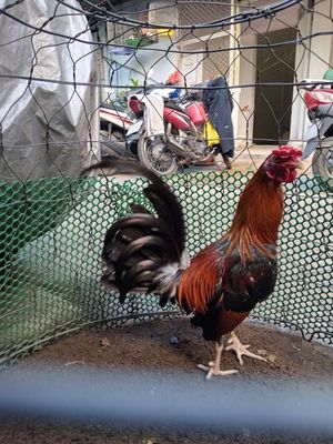 Bổn nhà làm mai độ đá cựa lì 5th 1kg trạng 1,2kg.. Mua bán Gà tại Quận 1 Tp Hồ Chí Minh được đăng bởi Vanpha Nguyen