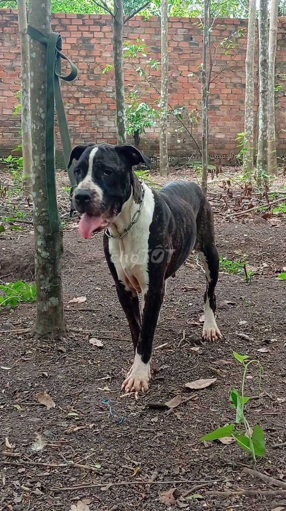 Chó Pitbull cái đã chích ngừa. Mua bán Chó tại Huyện Trảng Bom Đồng Nai được đăng bởi Trần Văn lưu hình 1