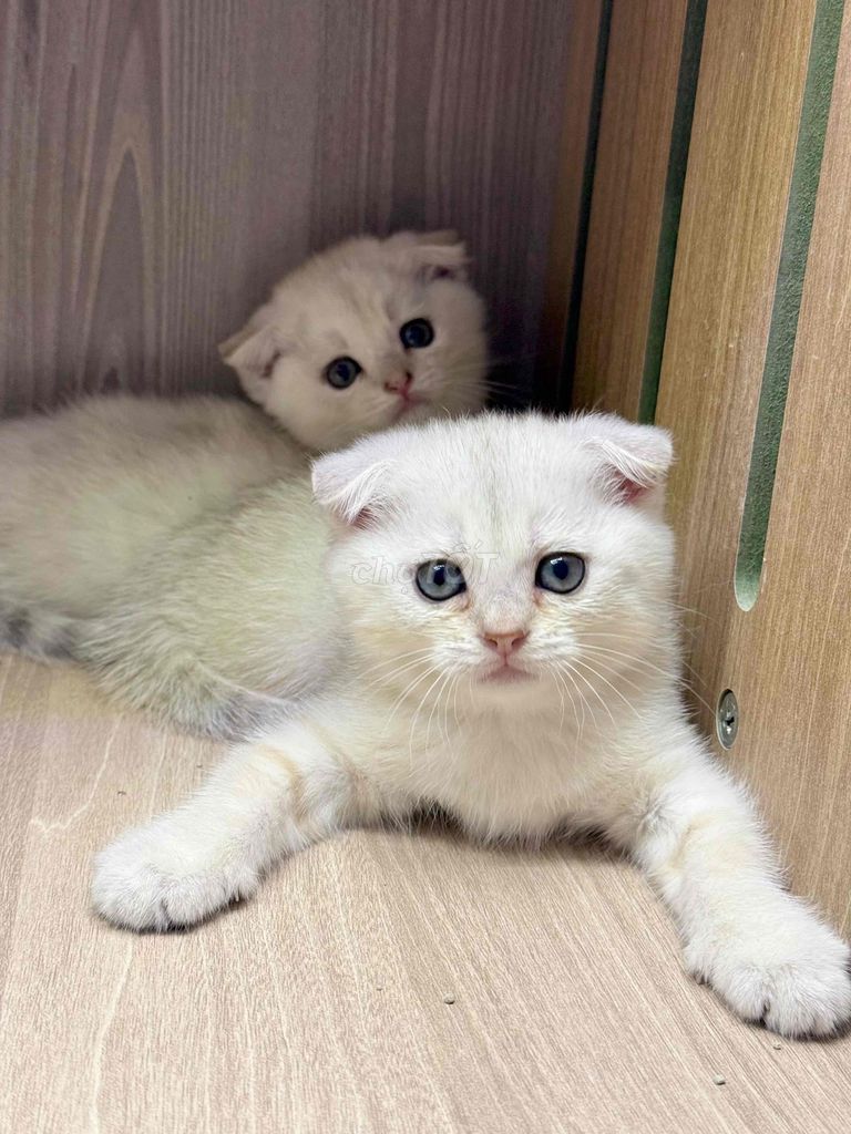 Sale cuối tuần - ALN Silver Tai Cụp siêu cưng. Mua bán Mèo tại Quận 1 Tp Hồ Chí Minh được đăng bởi Trâm hình 1