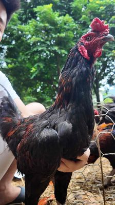 Gà chọi lai bán thịt. Mua bán Gà tại Quận Hà Đông Hà Nội được đăng bởi Ninh