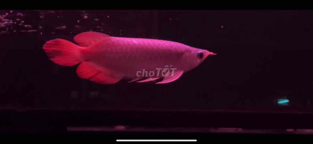 Cá rồng Huyết long 25cm đỏ. Mua bán Thú cưng khác tại Huyện Củ Chi Tp Hồ Chí Minh được đăng bởi Arowana  hình 1
