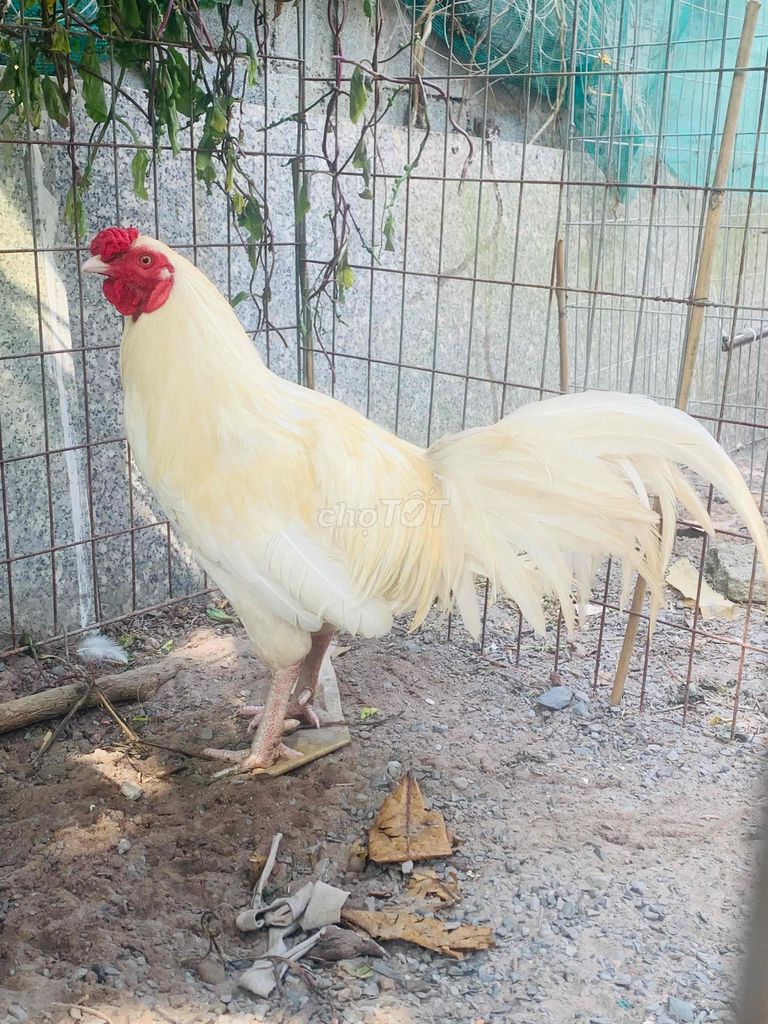 Gà nòi Trắng trên 3kg Bến Tre. Mua bán Gà tại Huyện Nhơn Trạch Đồng Nai được đăng bởi Hạt Ngũ Cốc Sĩ Lẻ Ngũ Cốc Gà hình 1