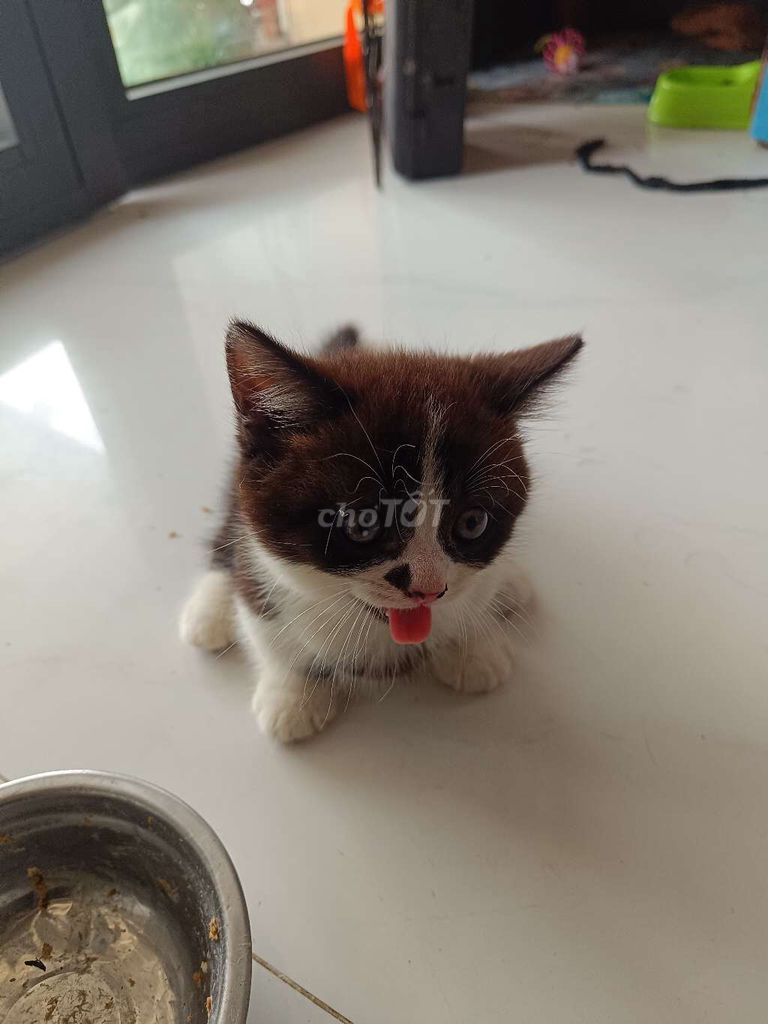 Mèo Thuần chủng Đực Chân lùn Đen trắng Hiền lành. Mua bán Mèo tại Quận 12 Tp Hồ Chí Minh được đăng bởi Lâm Phạm hình 1