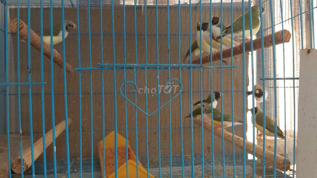 Bán bầy mái chim 7 màu rất đẹp!!