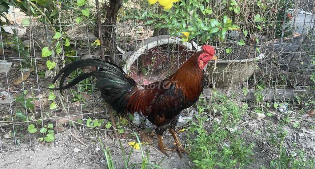 Điều vip 2kg2. Mua bán Gà tại Huyện Long Phú Sóc Trăng được đăng bởi Farm Gà đá ST  hình 1