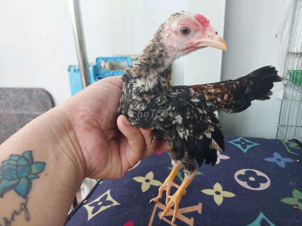 Gà Tre Bắc Chuối Bông trống 3 tháng 200g. Mua bán Gà tại Quận 11 Tp Hồ Chí Minh được đăng bởi thiên  hình 1
