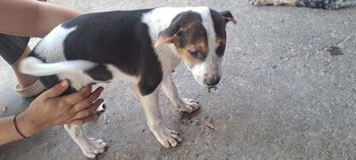 Chó cỏ 2 tháng tuổi