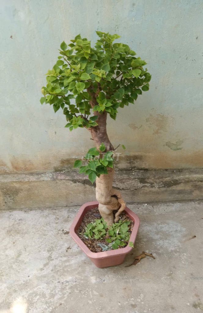 Chậu hoa giấy bonsai hoa Đỏ. Mua bán Cây cảnh, đồ trang trí tại Thành phố Huế Thừa Thiên Huế được đăng bởi huemuaban hình 1