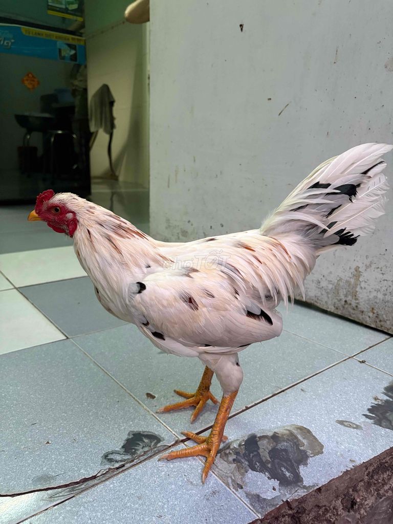 Gà Trắng đốm trống 1.4kg. Mua bán Gà tại Thành phố Thủ Dầu Một Bình Dương được đăng bởi Tuấn Nguyễn hình 1