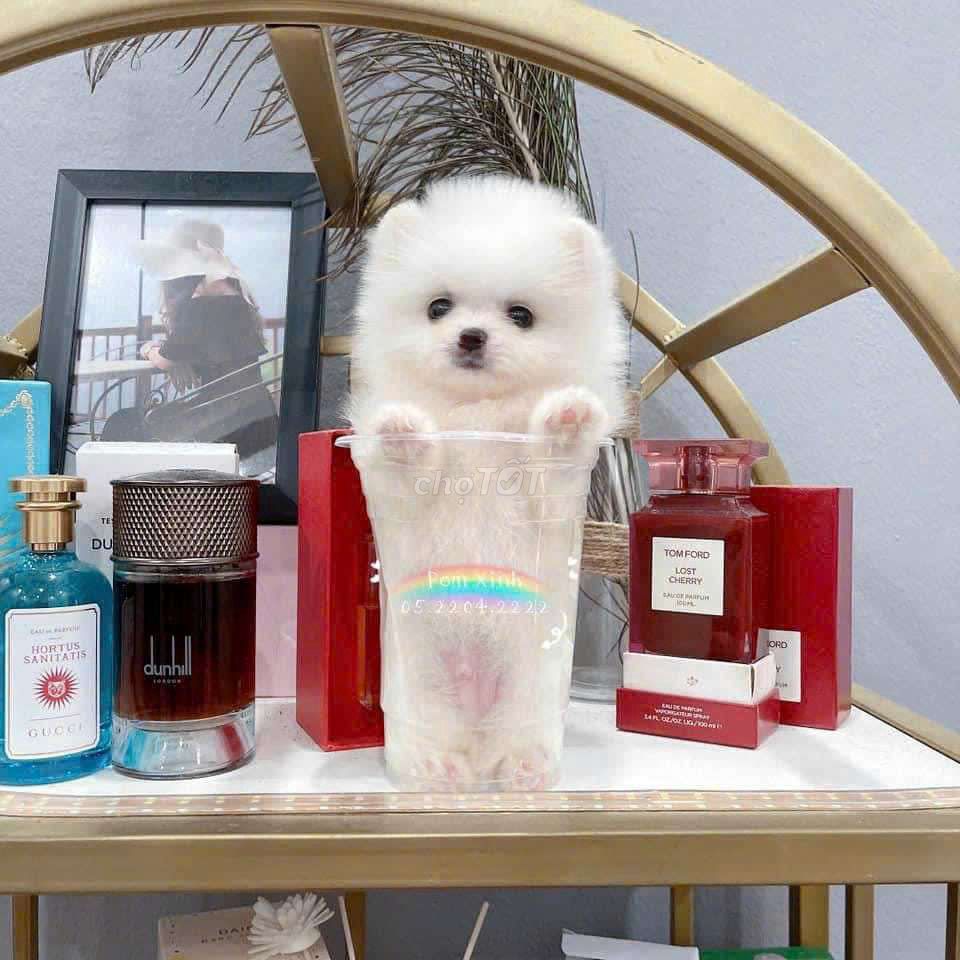 Chó Phốc Sóc Mini trắng Lanh. Mua bán Chó tại Quận 6 Tp Hồ Chí Minh được đăng bởi Tiệm Pet Nhà Mun hình 5