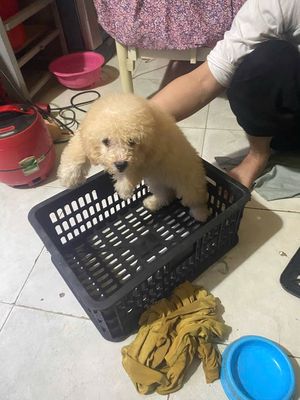 Chó cái lông xù thuần chủng màu mơ. Mua bán Chó tại Huyện Bình Chánh Tp Hồ Chí Minh được đăng bởi Bao phan