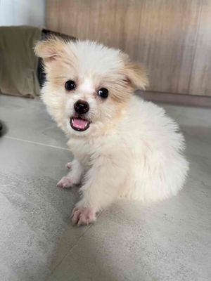 Chó Phốc Sóc  2 tháng Trắng kem