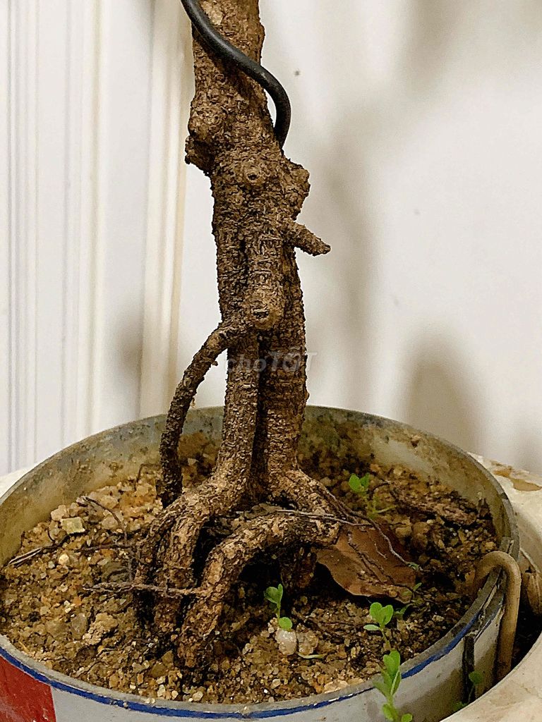 Mai vàng bonsai bình định