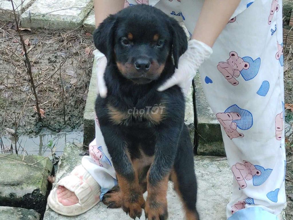 Rottweile cái. Mua bán Chó tại Huyện Hóc Môn Tp Hồ Chí Minh được đăng bởi thuy tran hình 1