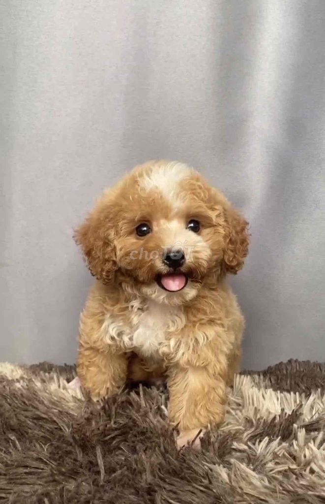 Poodle Tiny Toy - Nâu Kem Mơ đen. Mua bán Chó tại Quận Gò Vấp Tp Hồ Chí Minh được đăng bởi Poodle Sài Gòn hình 6