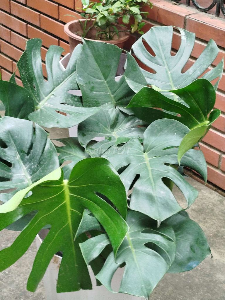 Cây cảnh Trầu bà mon 75cm. Mua bán Cây cảnh, đồ trang trí tại Quận Hoàng Mai Hà Nội được đăng bởi Nguyễn Minh Thoa hình 1