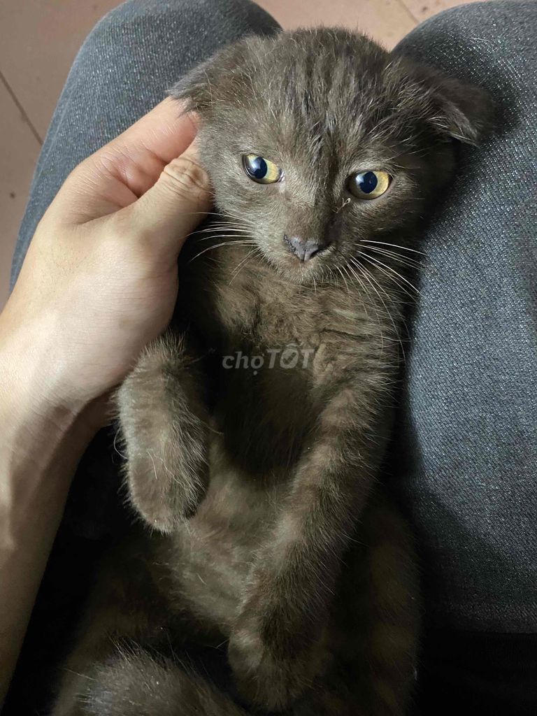 em tìm chủ mới cho các bé ạ em ở hoàng mai hà nội