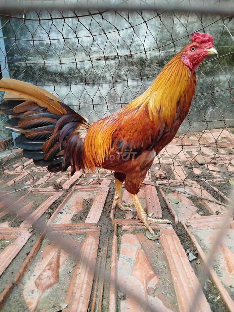 Gà Khét 29kg, đá tốt nhanh nhẹn. Mua bán Gà tại Huyện Cao Lãnh Đồng Tháp được đăng bởi Nông thôn hình 1