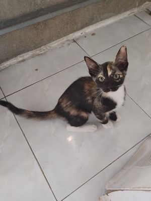 Mèo ta lai Anh tam thể