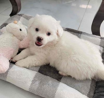 chó lông xù, màu trắng, sinh đc 45 ngày,giống nhỏ