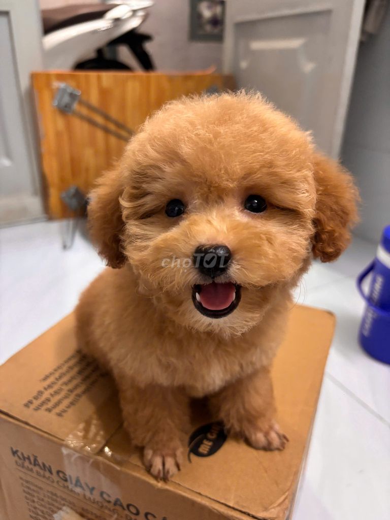 Chó Poodle cái màu Nâu. Mua bán Chó tại Huyện Bình Chánh Tp Hồ Chí Minh được đăng bởi Huân Lê hình 1