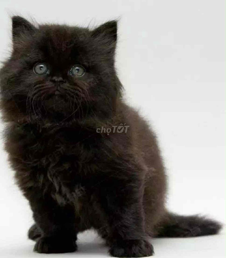 Mèo Anh lông dài gần 2 tháng. Mua bán Mèo tại Quận Liên Chiểu Đà Nẵng được đăng bởi Kim Dung hình 1