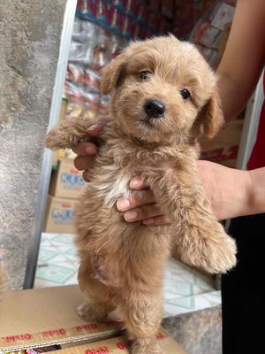 Chó Poodle Thuần Chủng Nâu sữa 2 tháng Cái