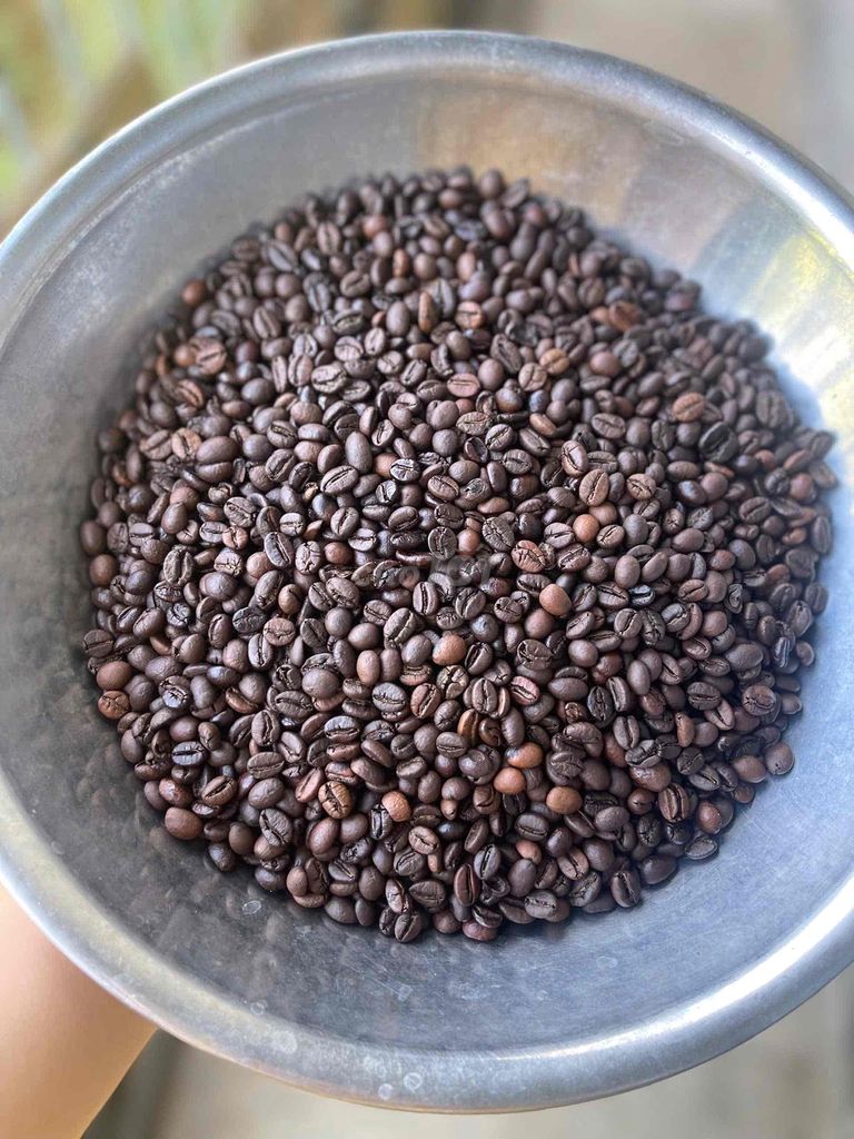 Culi Robusta