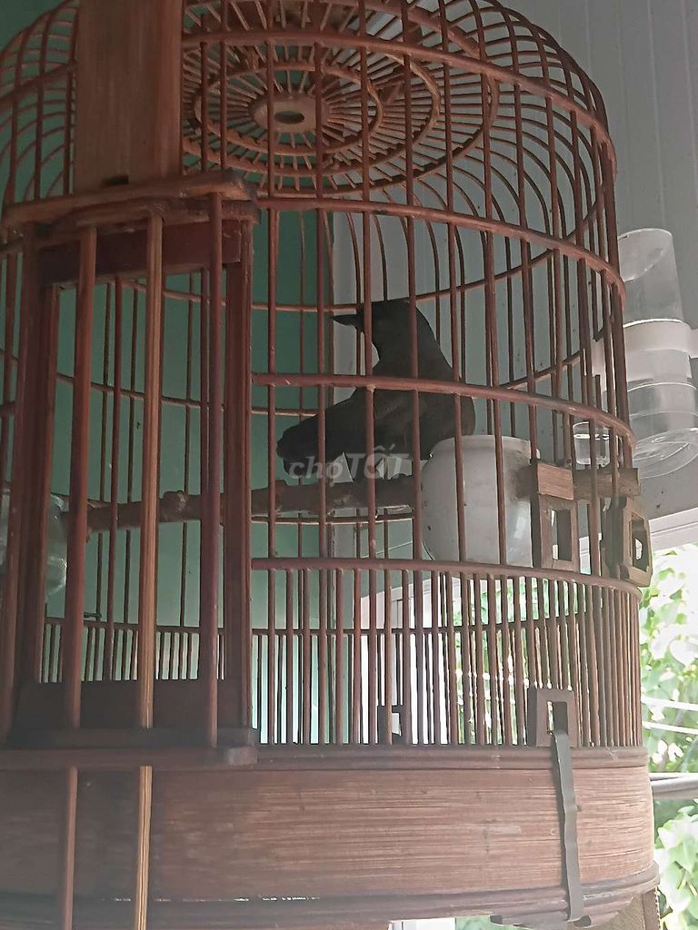 Chim cảnh Đen mun 1 mùa Không tật lỗi. Mua bán Chim tại Quận Tân Phú Tp Hồ Chí Minh được đăng bởi Huỳnh Hùng hình 1