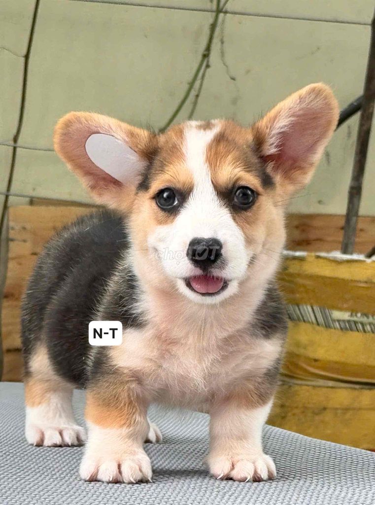 Chó Corgi Tricolor. Mua bán Chó tại Quận Bình Tân Tp Hồ Chí Minh được đăng bởi Kyn hình 1