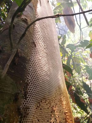 Mật ong rừng quảng nam