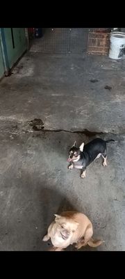Chihuahua cái thuần chủng