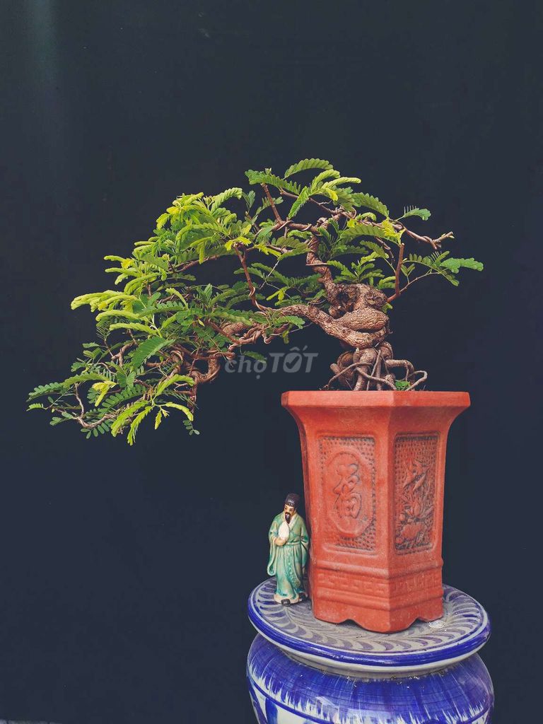 Cây Me bonsai cao 60cm