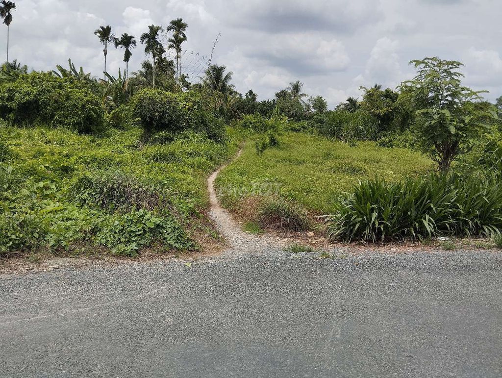 BÁN ĐẤT Ở+VƯỜN xã Phú Túc -Châu Thành Bến Tre