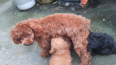 Nhà e cần bán 3 chú cún poodle