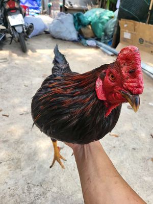 ga we giáp my 2k8 mới 1x mau lẹ. Mua bán Gà tại Thành phố Thủ Đức Tp Hồ Chí Minh được đăng bởi Buồn Đời