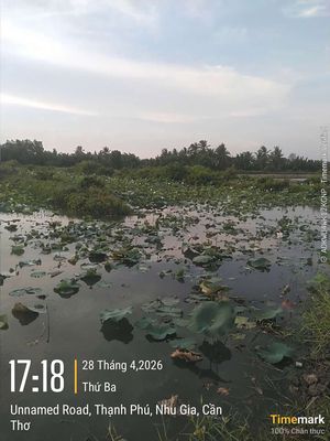 Cho Thuê Đất Trồng Sen