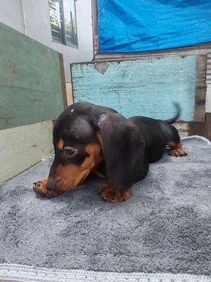 Chó Lạp xưởng cái đã ngừa 2 mũi