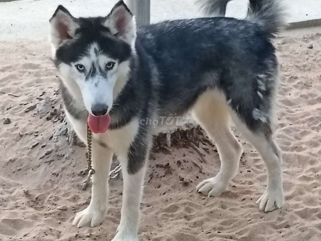Chó Husky Cái Đen trắng mắt xanh. Mua bán Chó tại Thành phố Thủ Đức Tp Hồ Chí Minh được đăng bởi Nhân Rottweiler  hình 1