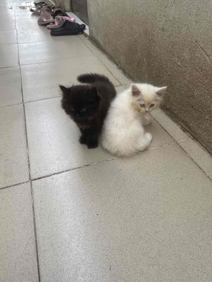 bé cái đen. Mua bán Mèo tại Quận Tân Phú Tp Hồ Chí Minh được đăng bởi Saky