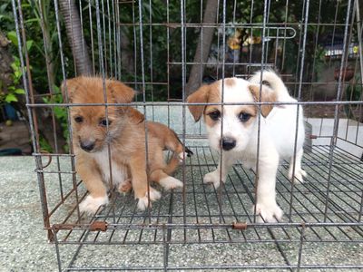 CHÓ NHÀ ĐẺ, NHẬT LAI, LÙN, HƠN 1.5 THÁNG TUỔI. Mua bán Chó tại Thành phố Thủ Đức Tp Hồ Chí Minh được đăng bởi Minh Công