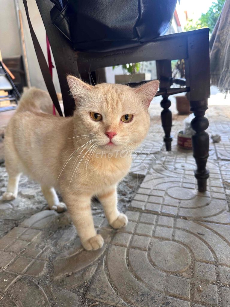 Mèo aln Vàng kem 1 tuổi đực. Mua bán Mèo tại Quận Ngũ Hành Sơn Đà Nẵng được đăng bởi Hoàng Nguyễn hình 1