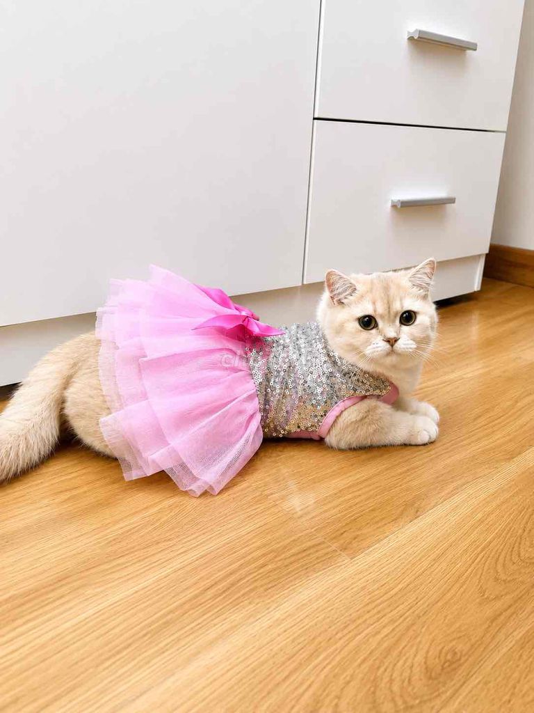 mèo golden ay. Mua bán Mèo tại Quận 7 Tp Hồ Chí Minh được đăng bởi Lucky hình 1